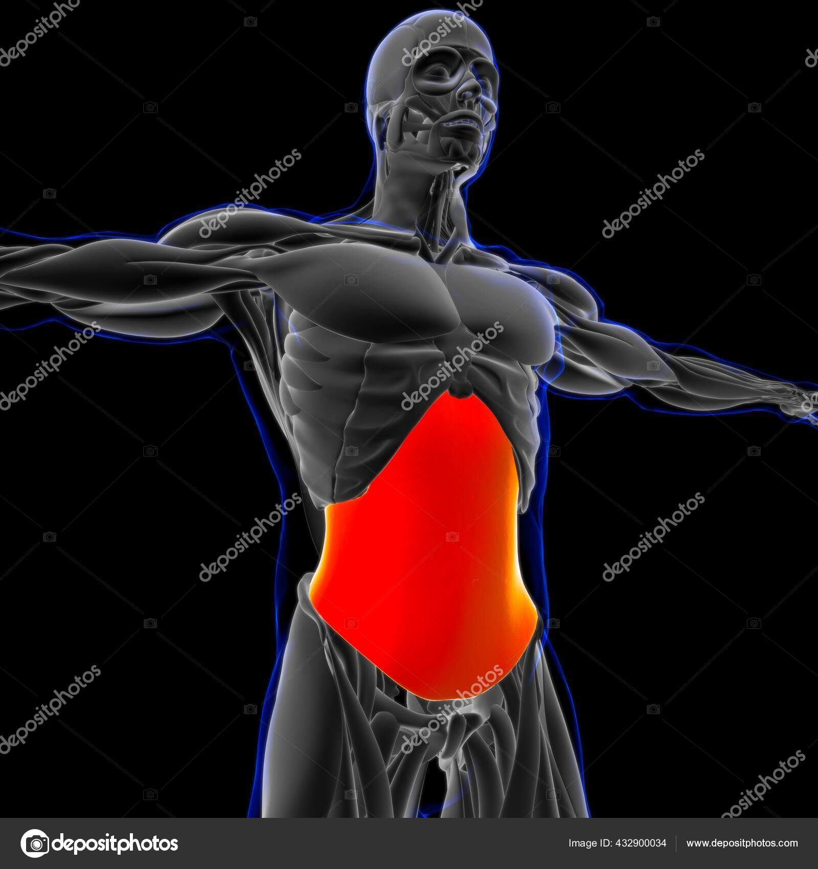 3D Illustration Muscle Is A Soft Tissue Muscle Cells Contain Proteins