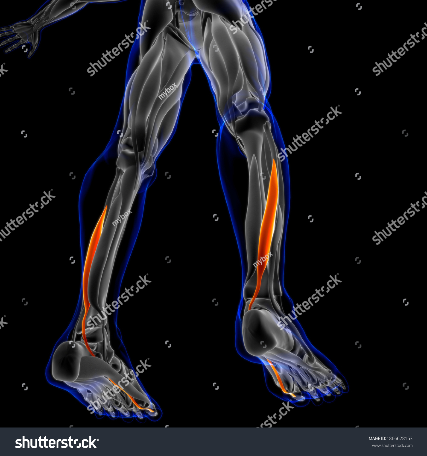 3D Illustration Muscle Soft Tissue Muscle Stock Illustration 1866628153