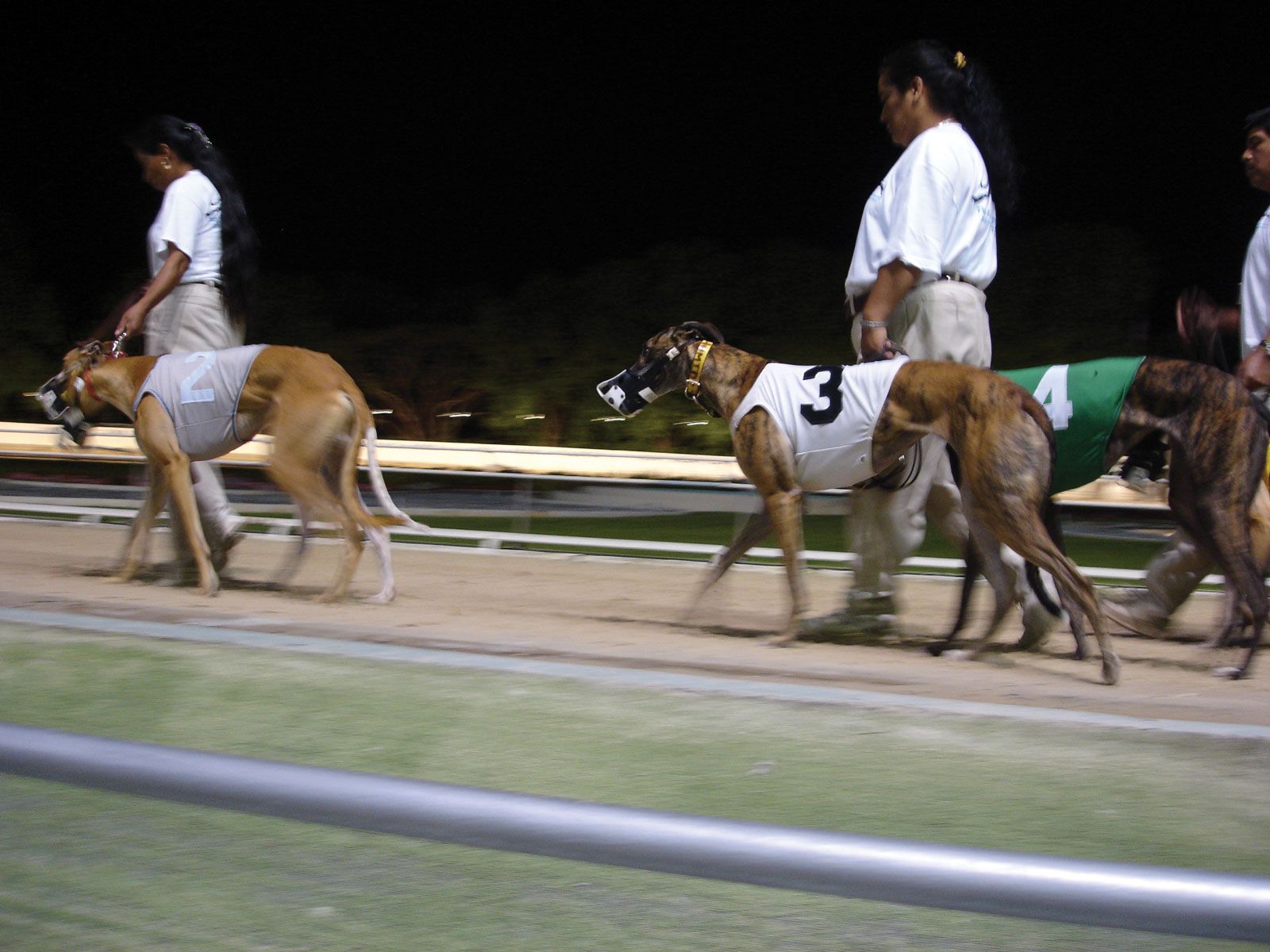 Design The Ultimate Dog Racing Experience Now! - Ernie Study Abroad