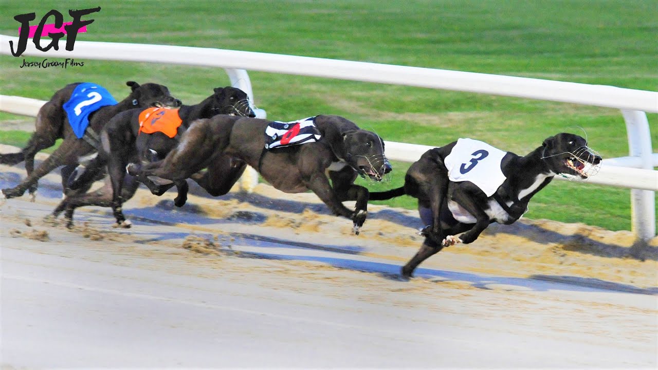 Design The Ultimate Dog Racing Experience Now! - Ernie Study Abroad