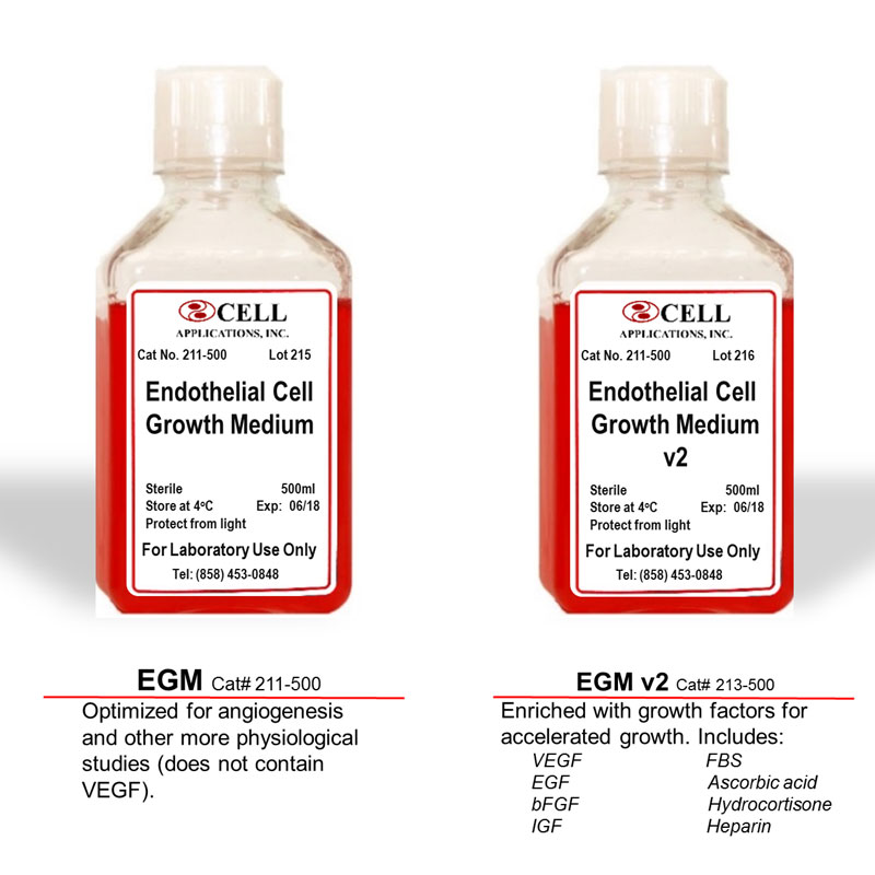 Integrins V 3 And V 5 Are Human Endothelial Cell Receptors For