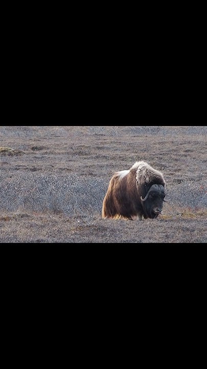 Playing Around In The North Slope Of Alaska Youtube