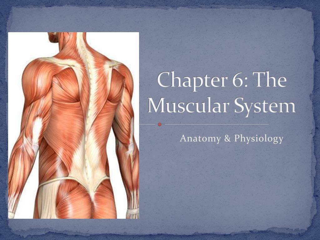 Ppt Anatomy Of The Muscle Powerpoint Presentation Free Download Id