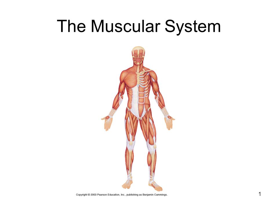 Shapes Of Skeletal Muscles With Various Muscular Types Outline Diagram