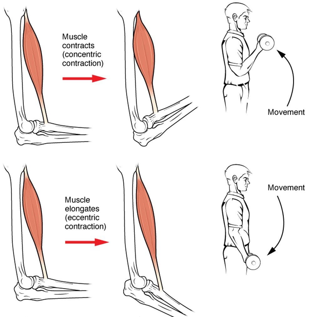 The Biology Of How Muscles Change With Age Take The Health