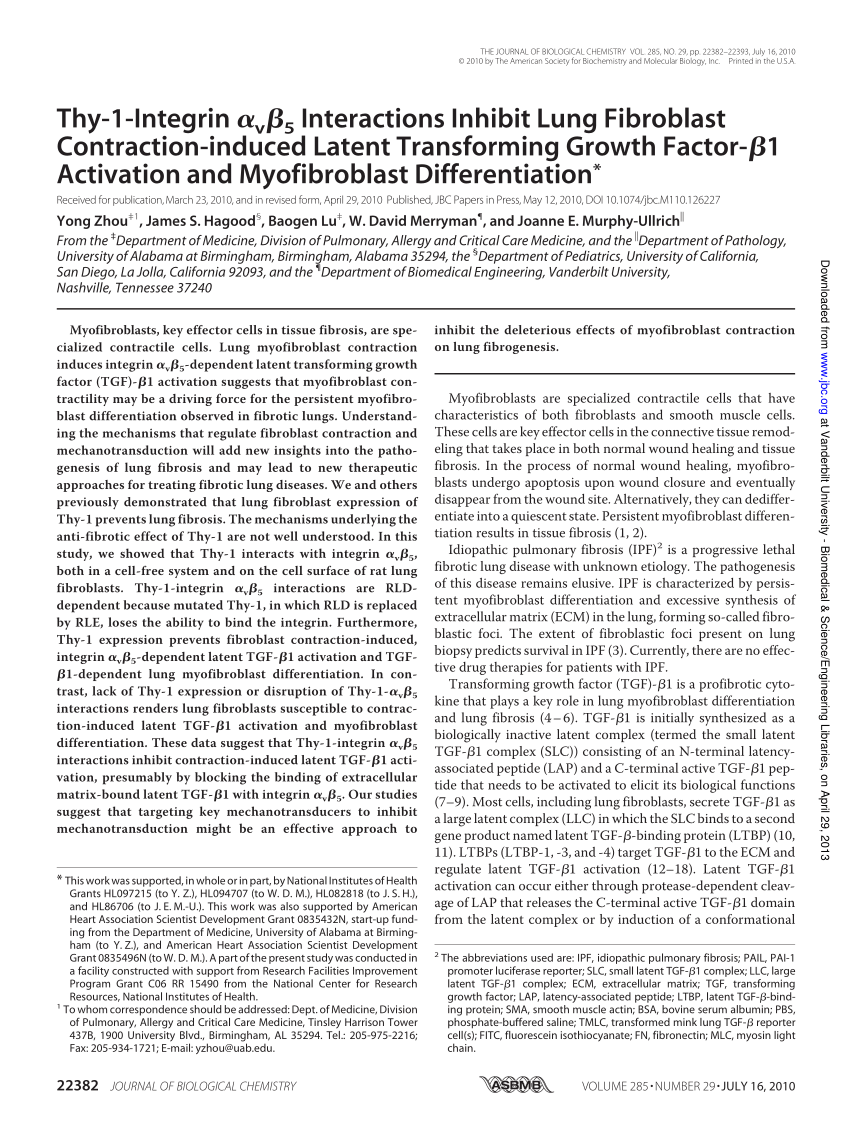 Thy 1 Integrin V 5 Interactions Inhibit Lung Fibroblast Contraction