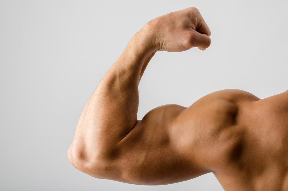 What Genetic Factors Determine The Shape Of Your Muscles